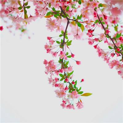 灵魂撕裂满v版下载